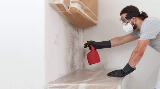 Professional Attic Mold Remediation technician working in Richmond, MN
