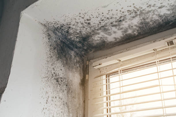 Affordable Attic Mold Remediation solutions in Richmond, MN