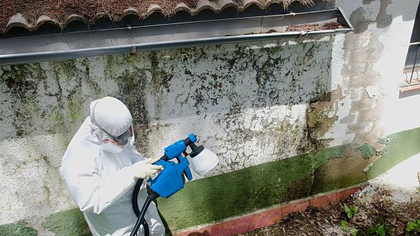 Top rated local Attic Mold Remediation specialists in Richmond, MN